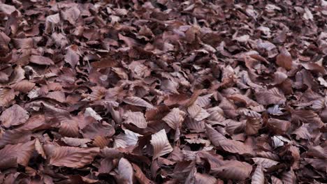 Close-shot-of-autumn-leaves-creating-a-carpet-over-a-forest