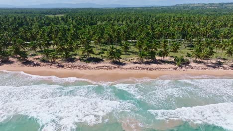 Densamente-Palmeras-Que-Cubren-La-Playa-De-Arroyo-Salado-En-La-República-Dominicana