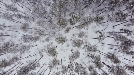 Top-down-aerial-background-of-Winter-wonderland-forest,-minimal-dark-trees