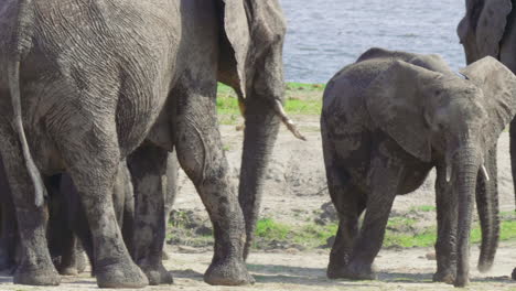 A-family-of-African-Elephants-by-the-river-in-Makgadikgadi-Pans-National-Park-in-Botswana---close-up
