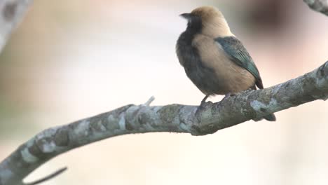 Burnished-buff-Tanager-beautiful-brazilian-Bird-sitting-on-a-branch,-Tangara-cayana
