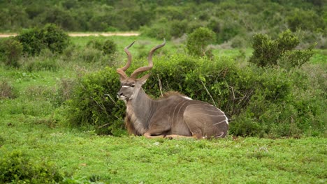 Kudu-bull-resting-in-wide-green-fields,-low-altitude-parallax-drone-shot