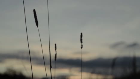 Gras-Weht-Bei-Sonnenuntergang-Im-Wind