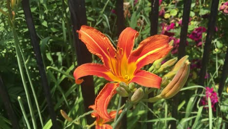 Single-orange-Day-lily-in-front-of-fence,-closeup