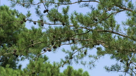 Shot-of-pine-tree-branches-and-cones