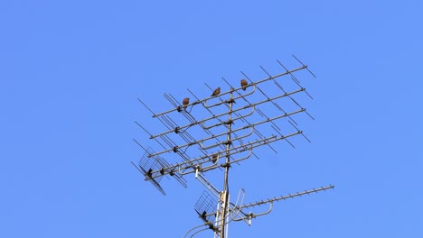 Eine-Gruppe-Tauben,-Die-Auf-Einer-Antenne-Und-Vor-Dem-Hintergrund-Des-Himmels-Sitzen
