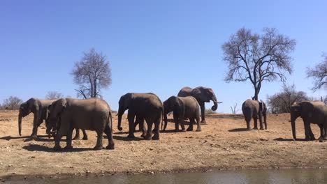 Herd-of-African-Bush-Elephants-loiters-around-watering-hole-in-Madikwe