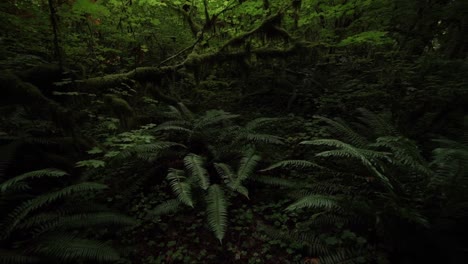 Left-to-right-pan-up-of-a-moss-covered-rain-forest,slow-motion
