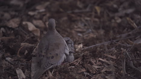 Mother-Mourning-Dove-is-Scared-Away-From-Covering-Her-Two-Chicks-on-the-Ground