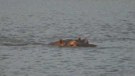 A-hippopotamus-swimming-in-the-lake-at-kruger-national-park,-we-can-see-the-hippo-blinking