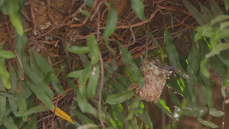 Hummingbird-chick-on-nest-waiting-under-tree-green-wind