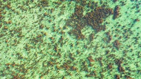 Brown-coral-reefs-patterns-on-white-sandy-seabed-under-calm-clear-water-of-shallow-lagoon,-copy-space