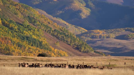 A-big-elk-herd-near-Crested-Butte,-Colorado