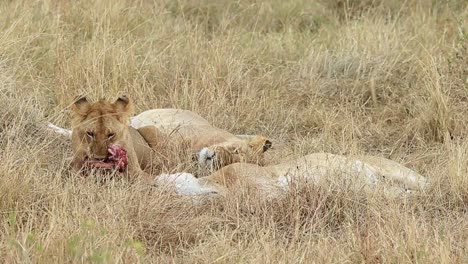 Niedliche-Afrikanische-Löwen-Entspannen-Sich-Und-Drehen-Sich-Nach-Einer-Großen-Mahlzeit-In-Der-Savanne-Um