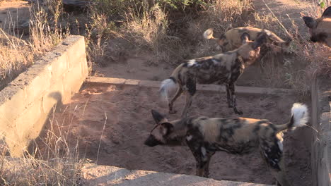 Ein-Rudel-Afrikanischer-Wildhunde,-Die-Im-Sand-Rund-Um-Die-Ruinen-Einer-Alten-Zementziegelkonstruktion-Neben-Einer-Straße-In-Afrika-Spielen