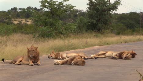 Static-view-of-group-of-male-lions-resting-on-tar-road-in-South-Africa