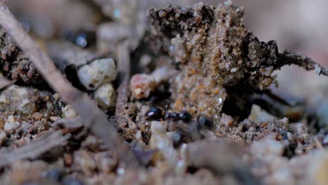 Nahaufnahme-Großer-Ameisen-Auf-Dem-Boden