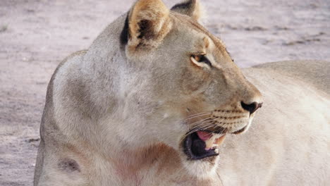 Close-up-shot-of-an-adult-lioness-breathing-heavily,-showing-her-large-teeth