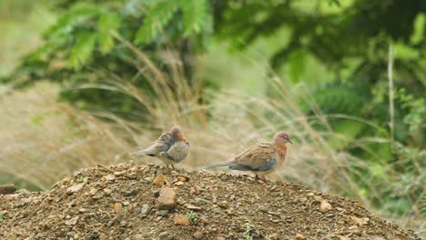 Ein-Paar-Lachender-Tauben-Auf-Einem-Hügel,-Das-Männchen-Zeigt-Es-Dem-Weibchen-Vor-Dem-Hintergrund-Von-Gras-In-Indien