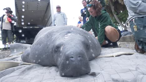 manatee-injuries-being-document-prior-to-release-into-the-wild