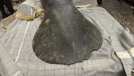 manatee-tail-close-up-before-releasing-back-to-wild