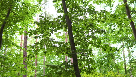 Tropische-Grüne-Waldlandschaft-Mit-Laubpflanzen-Und-Bäumen-Im-Wald-Tagsüber