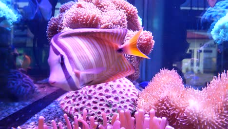 Korallen-Und-Meereslebewesen-Werden-In-Aquarien-Gezüchtet