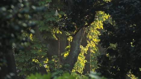 B-Rolle-Eines-Parks-Mit-Detaillierten-Bäumen-Bei-Sonnenuntergang