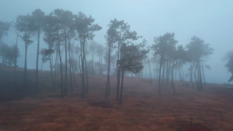 Slow-dolly-drone-shot-of-creepy-foggy-forest-with-tall-trees