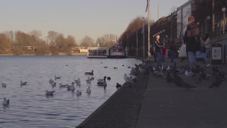 Some-people-feeding-pigeons-at-Binnenalster-or-Inner-Alster-Lake-at-the-Christmas-market-in-2019