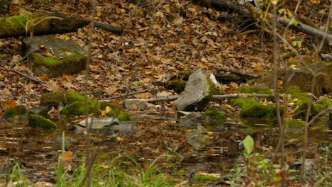 Kleines-Streifenhörnchen-Bewegt-Sich-Im-Herbst-über-Den-Waldboden,-Leuchtende-Farben