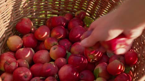 Mannhände-Legen-Reife-Rote,-Selbst-Angebaute-Äpfel-In-Einen-Weidenkorb