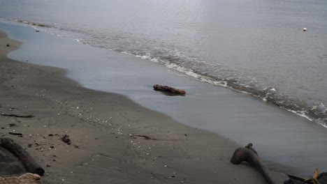 Wide-shot,-waves-breaking-on-dark-sandy-coastline-with-pieces-of-driftwood