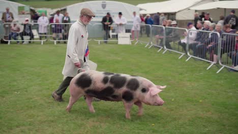 Alter-Schweinebesitzer-Und-Sein-Gesundes-Geflecktes-Schwein-Als-Haustier-Auf-Der-Royal-Cornwall-Show-2019-In-Wadebridge,-Vereinigtes-Königreich-–-Mittlere-Aufnahme