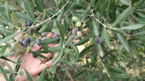 Woman's-hand-displaying-olives-branch-in-a-cultivation
