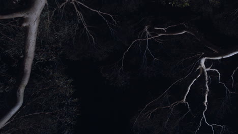 Vom-Mond-Beleuchtete-Bäume,-Die-Sich-Im-Nächtlichen-Wind-Des-Busches-Wiegen