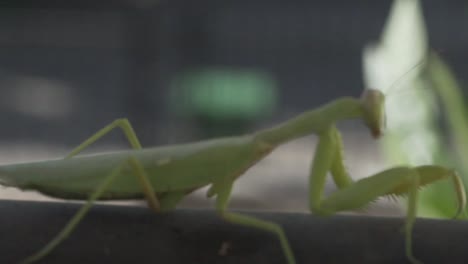 Footage-of-green-praying-mantis,-sitting-on-a-black-metal-rail,-walking,-side-view-120fps,-with-blurry-background