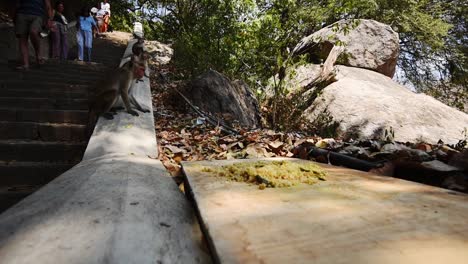 Haubenmakaken-In-Sri-Lanka-Auf-Treppen