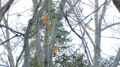 Group-of-pine-grosbeak-birds-hiding-in-plain-sight-while-feeding-of-a-pine-tree