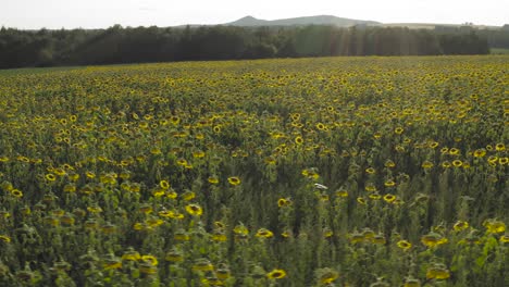 Feld-Voller-Leuchtender-Sonnenblumen,-Die-Aus-Der-Luft-Geschossen-Sind