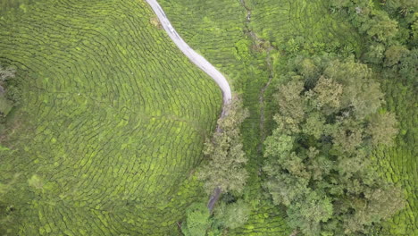 4K-Drohnenaufnahmen-Aus-Der-Vogelperspektive,-Cameron-Highlands-Teeplantage