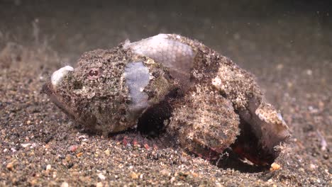 Pez-Escorpión-Jorobado-Sentado-En-Un-Arrecife-Mezclándose-Con-El-Medio-Ambiente
