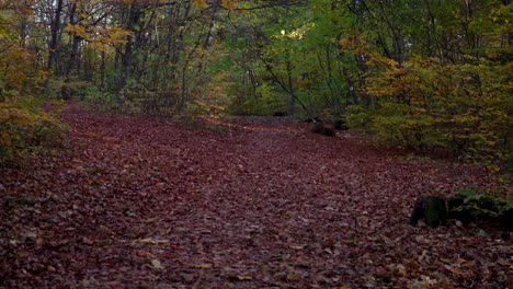 Herbstweg-In-Den-Wäldern-Von-Budapest,-Ungarn