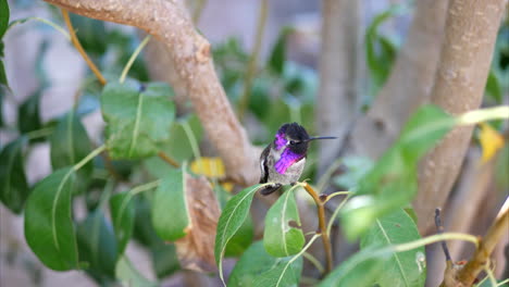 A-bright-pink-Annas-Hummingbird-sitting-on-a-tree-branch-and-cautiously-looking-around-before-flying-away-in-California