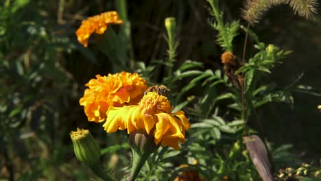 Schöne-Biene,-Die-Nahrung-Von-Der-Gelben-Ringelblume-Nimmt