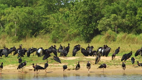 Cientos-De-Pájaros-Negros-Se-Reúnen-En-La-Costa-Del-Río-Nilo-En-Uganda