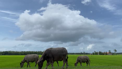Herd-of-Black-Indonesian-Buffalos-Eating-Grass-in-Green-Landscape-of-Java-Island-Under-Clouds