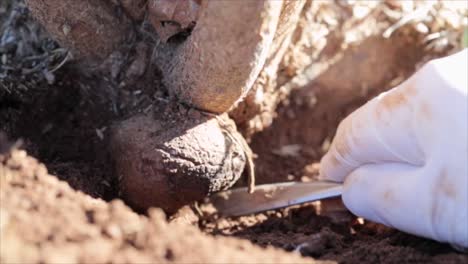 Desenterrando-Trufa-Negra-En-Canberra-Australia