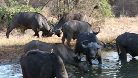 Zwei-Männliche-Afrikanische-Kapbüffel-Im-Spielerischen-Sparring-An-Einer-Belebten-Wasserstelle
