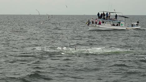 Bryde's-Whale,-Balaenopteridae